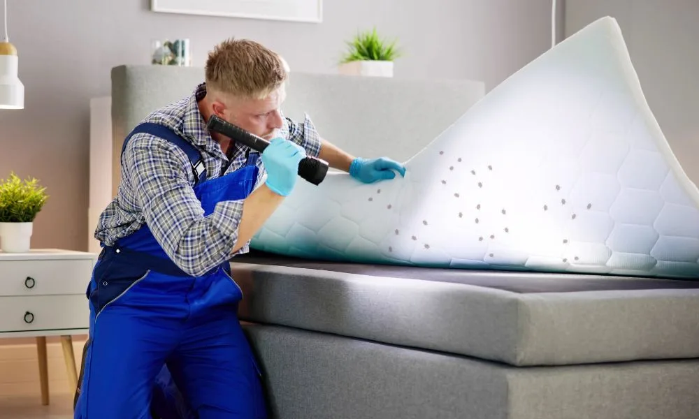 DIY Bed Bug Treatments vs Professional Bed Bug Control What Actually Works