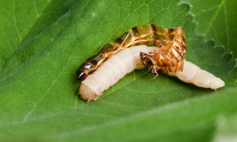 What Pest Droppings, Shed Skins, and Gnaw Marks Can Reveal