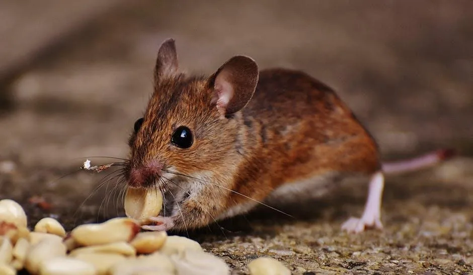 Rodent Problem